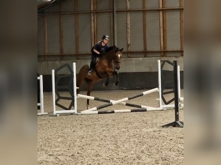 Koń westfalski Klacz 8 lat 167 cm Gniada in Kaldenkirchen