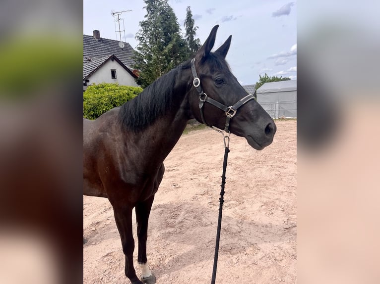 Koń westfalski Klacz 8 lat 167 cm Kara in Sonnefeld