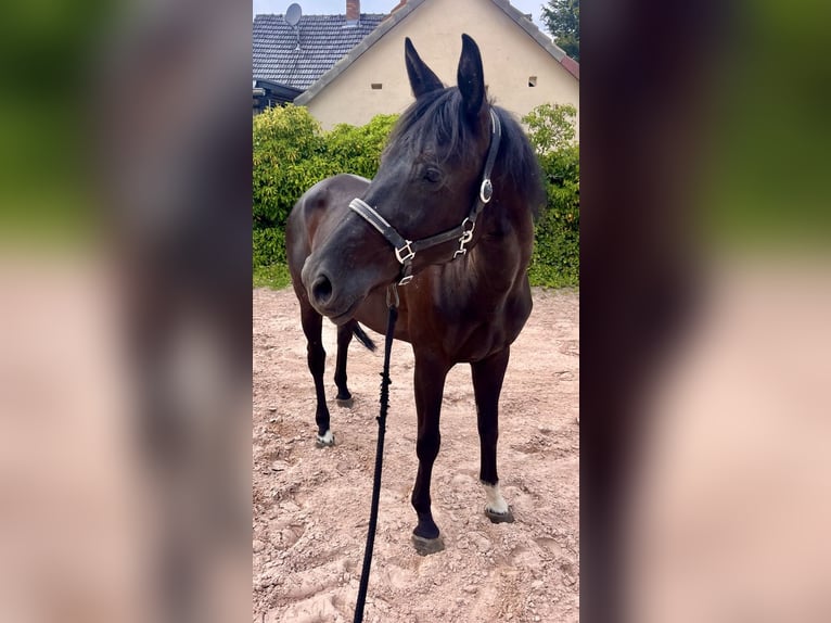 Koń westfalski Klacz 8 lat 167 cm Kara in Sonnefeld