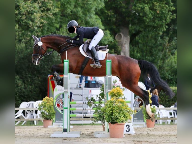 Koń westfalski Klacz 8 lat 168 cm Gniada in Greven