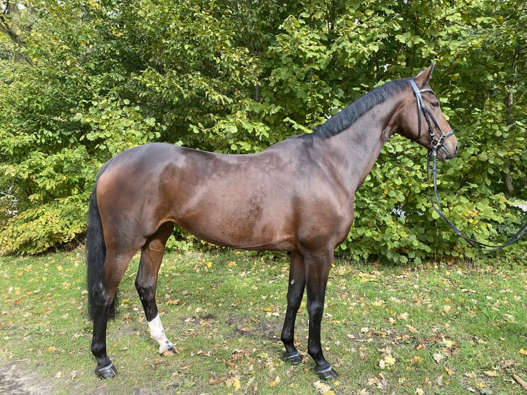 Koń westfalski Klacz 8 lat 168 cm Gniada in Greven