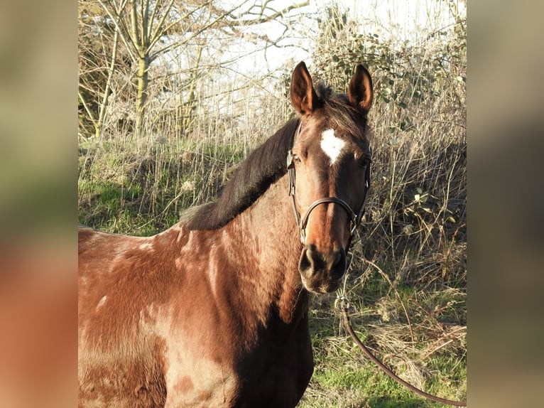 Koń westfalski Klacz 8 lat 168 cm Gniada in Verl