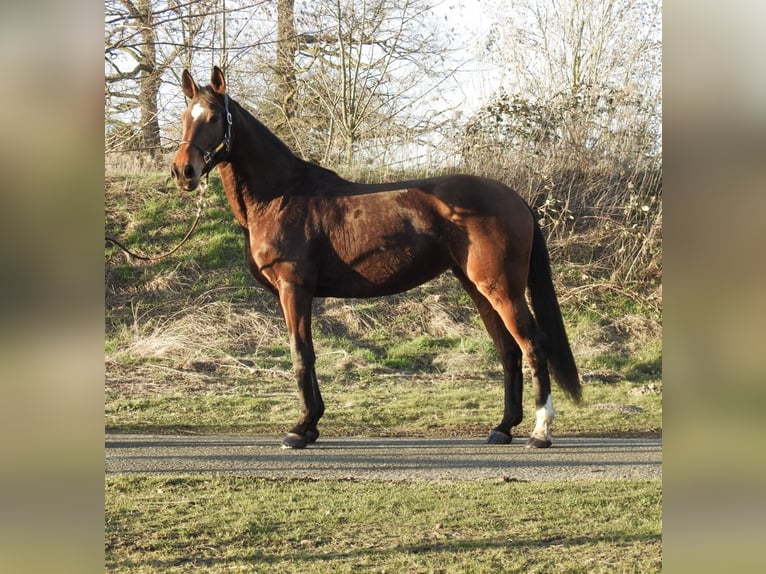 Koń westfalski Klacz 8 lat 168 cm Gniada in Verl