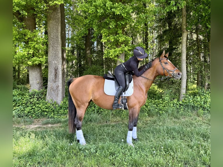 Koń westfalski Klacz 8 lat 168 cm Gniada in Taufkirchen/Vils