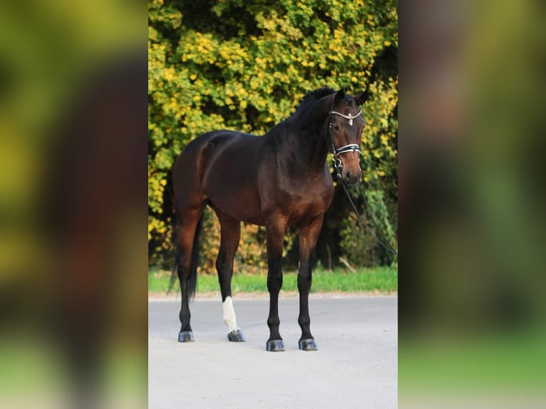 Koń westfalski Klacz 8 lat 168 cm Gniada in Békésszentandrás