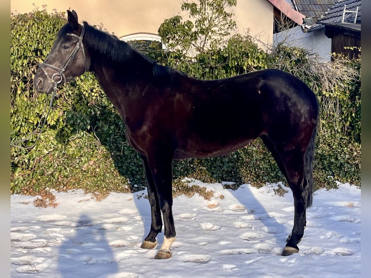 Koń westfalski Klacz 8 lat 168 cm Kara in Sonnefeld