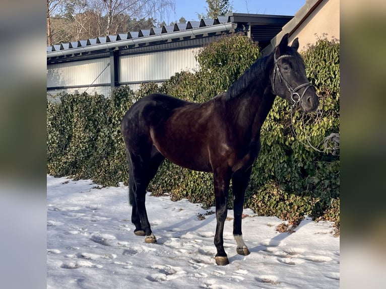 Koń westfalski Klacz 8 lat 168 cm Kara in Sonnefeld