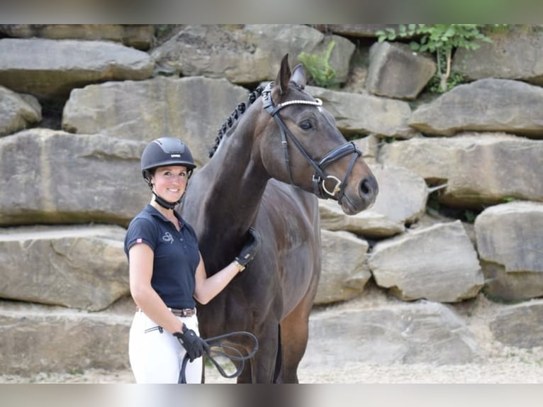 Koń westfalski Klacz 8 lat 168 cm in Lindlar