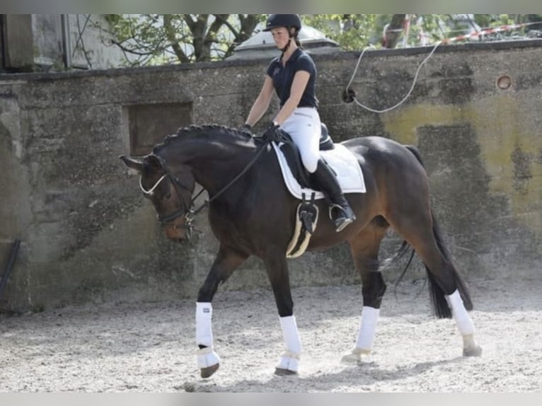 Koń westfalski Klacz 8 lat 169 cm Ciemnogniada in Windhagen