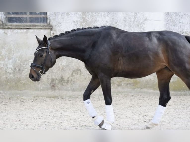 Koń westfalski Klacz 8 lat 169 cm Ciemnogniada in Windhagen