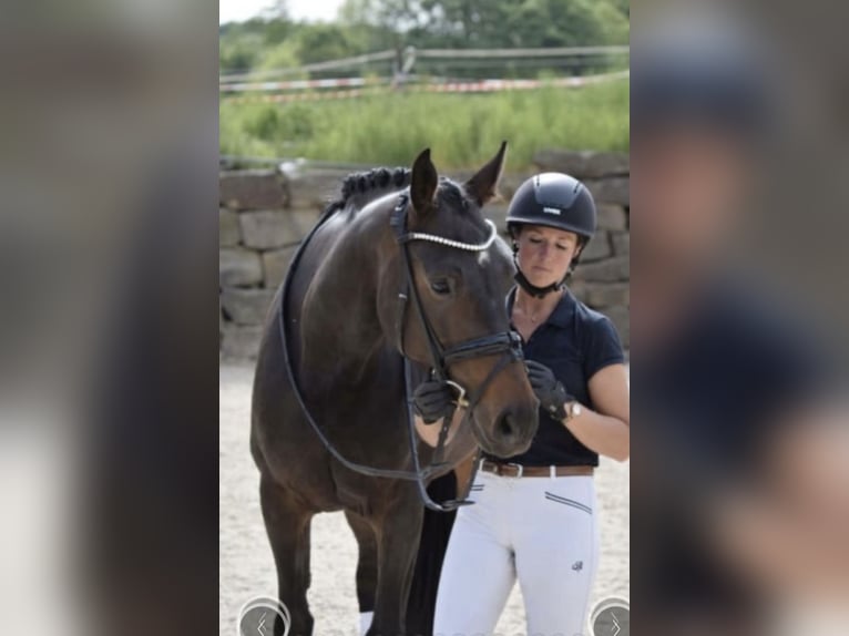 Koń westfalski Klacz 8 lat 169 cm Ciemnogniada in Windhagen