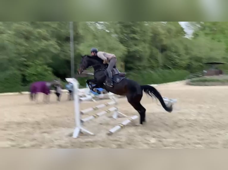 Koń westfalski Klacz 8 lat 169 cm Ciemnogniada in Windhagen