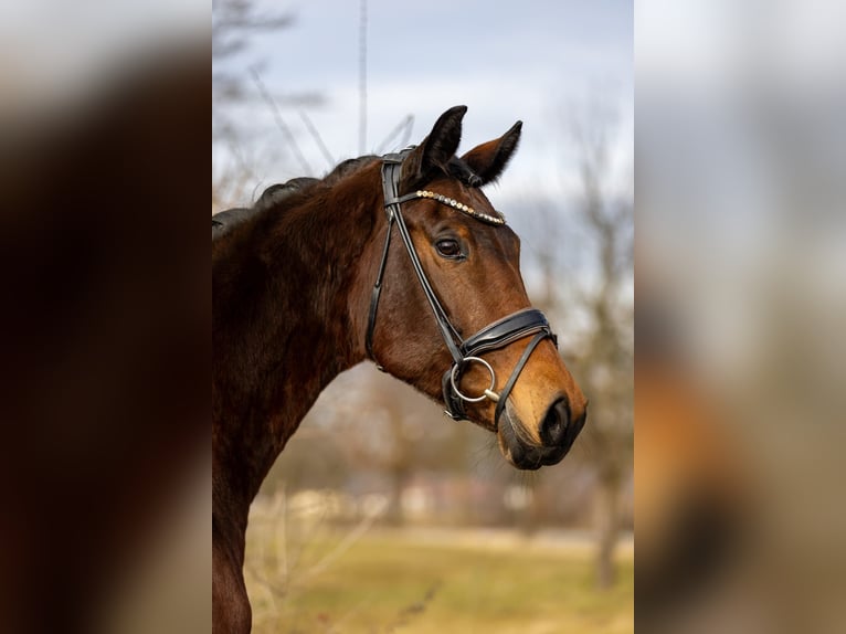 Koń westfalski Klacz 8 lat 169 cm Gniada in Rosenheim