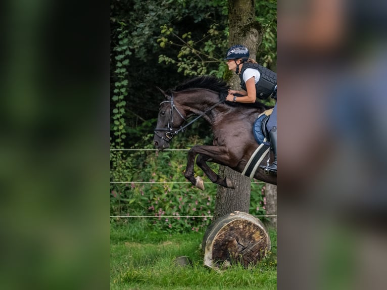 Koń westfalski Klacz 8 lat 169 cm Kara in Senden