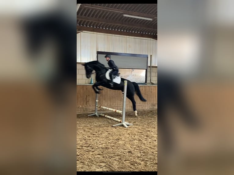 Koń westfalski Klacz 8 lat 169 cm Kara in Neunkirchen/Saar