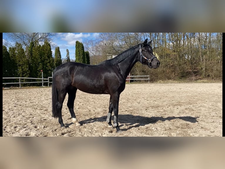 Koń westfalski Klacz 8 lat 169 cm Kara in Neunkirchen/Saar