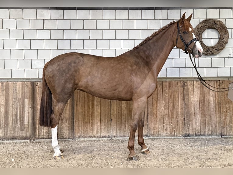 Koń westfalski Klacz 8 lat 170 cm Kasztanowata in Oud Gastel