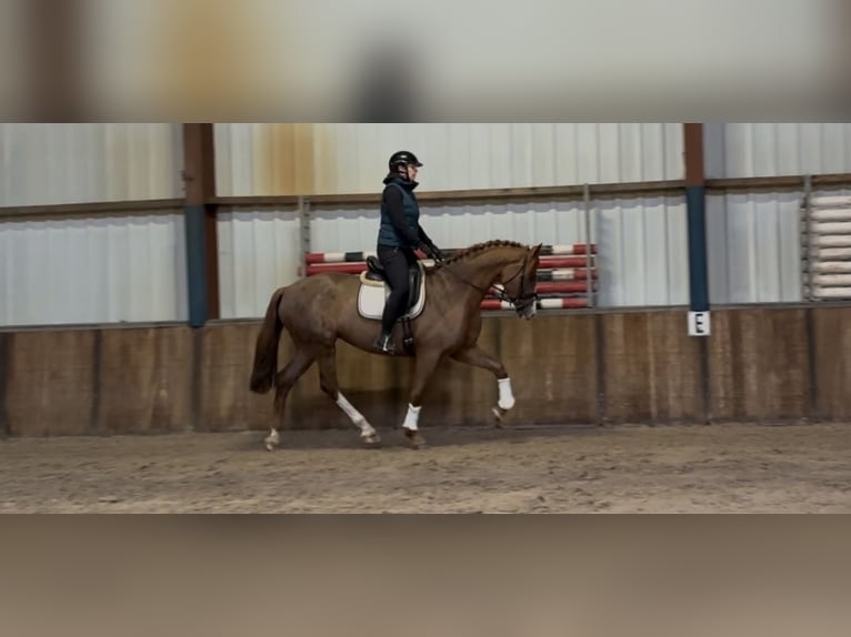 Koń westfalski Klacz 8 lat 170 cm Kasztanowata in Oud Gastel