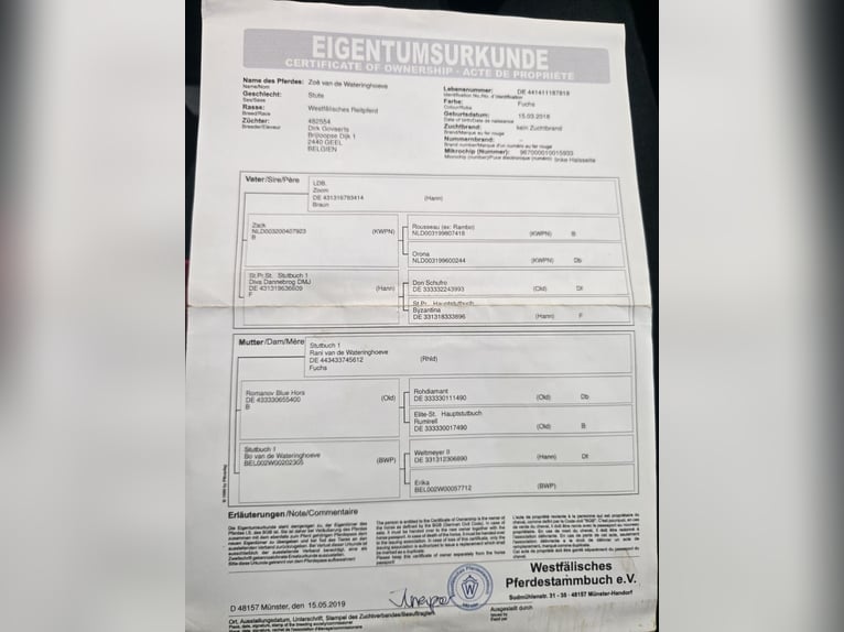 Koń westfalski Klacz 8 lat 170 cm Kasztanowata in Oud Gastel