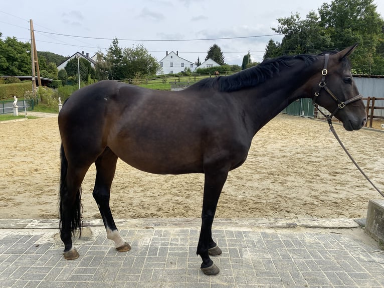 Koń westfalski Klacz 8 lat 170 cm Skarogniada in Witten