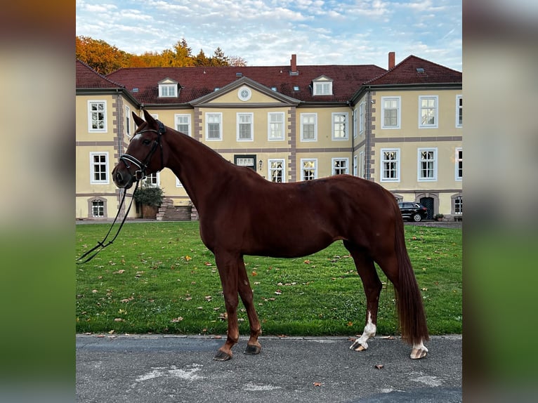 Koń westfalski Klacz 8 lat 171 cm Kasztanowata in Nörten-Hardenberg