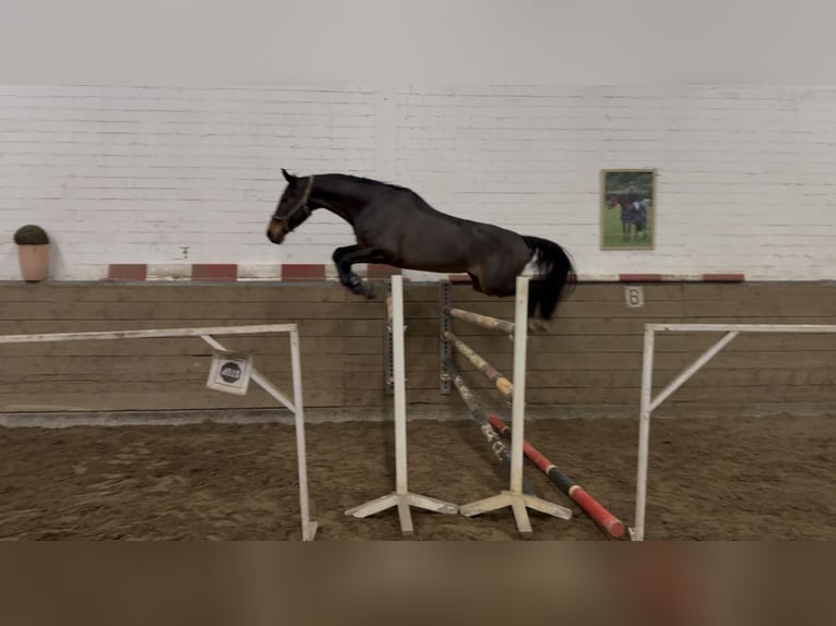 Koń westfalski Klacz 8 lat 173 cm Gniada in Syke