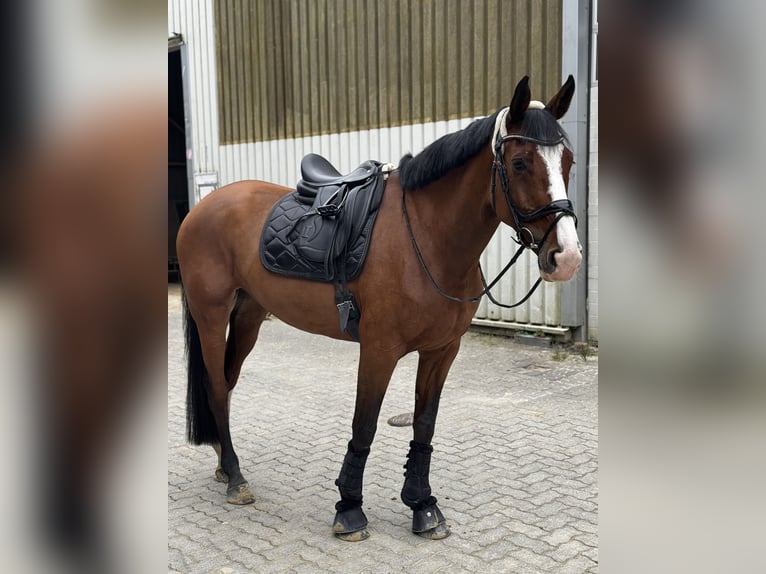 Koń westfalski Klacz 8 lat 180 cm Gniada in Bottrop