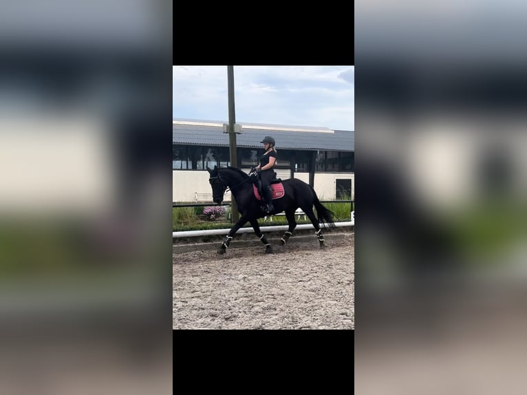 Koń westfalski Klacz 9 lat 156 cm Kara in Haltern am See