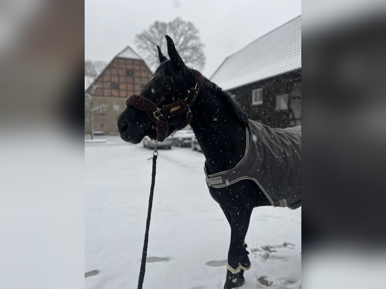 Koń westfalski Klacz 9 lat 156 cm Kara in Haltern am See