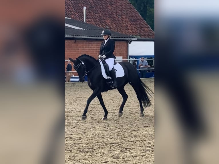 Koń westfalski Klacz 9 lat 156 cm Kara in Haltern am See