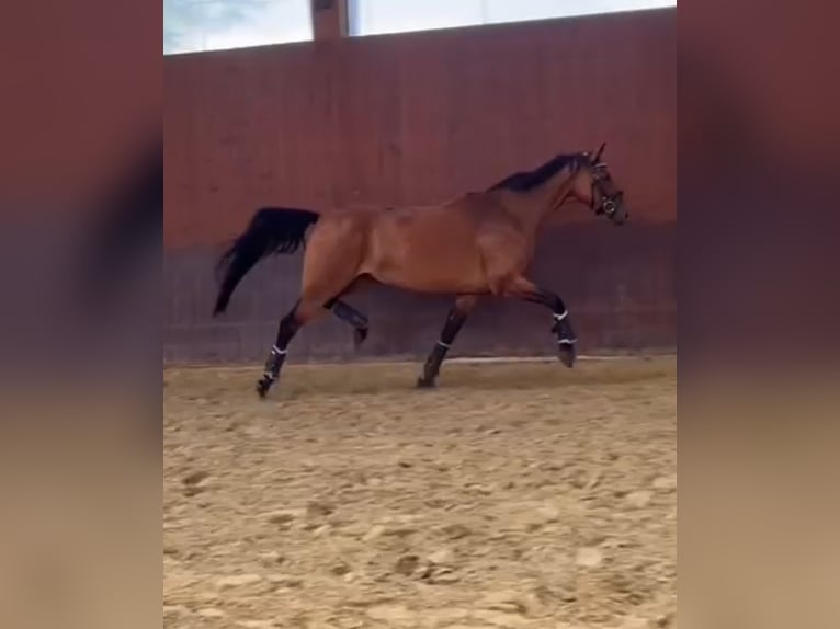 Koń westfalski Klacz 9 lat 160 cm Gniada in Delbr&#xFC;ck