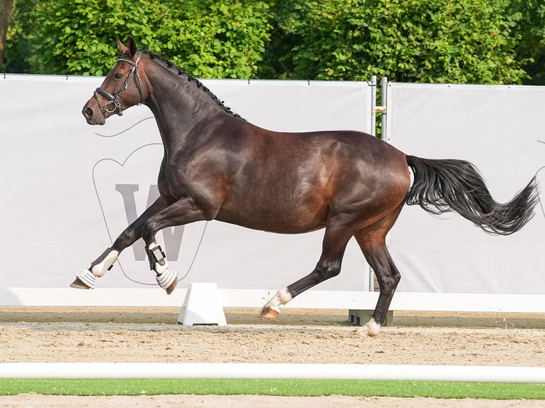 Koń westfalski Klacz 9 lat 162 cm Gniada in Münster