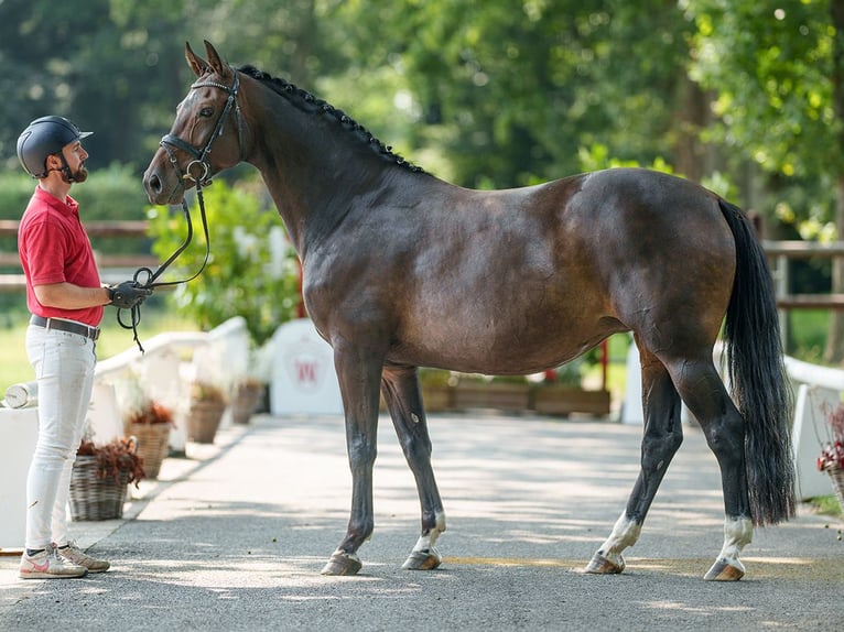 Koń westfalski Klacz 9 lat 162 cm Gniada in Münster