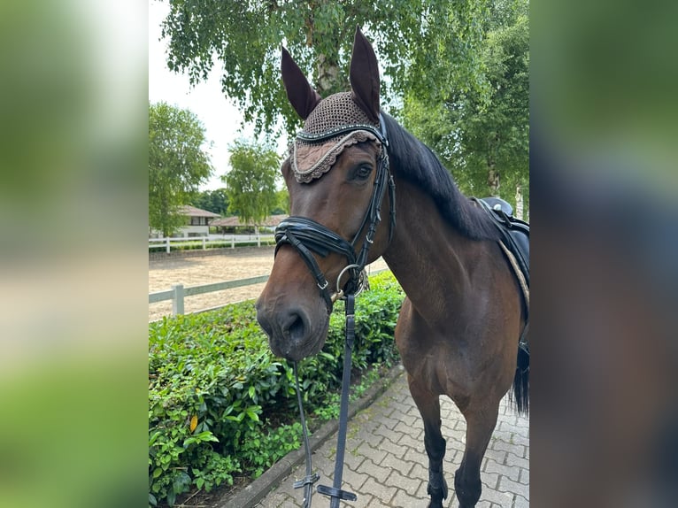 Koń westfalski Klacz 9 lat 162 cm Skarogniada in Rahden