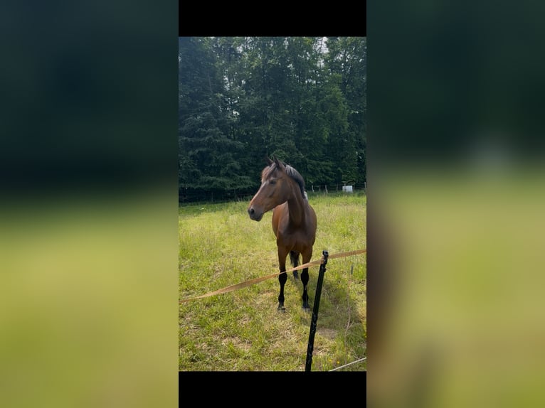 Koń westfalski Klacz 9 lat 162 cm Skarogniada in Rahden