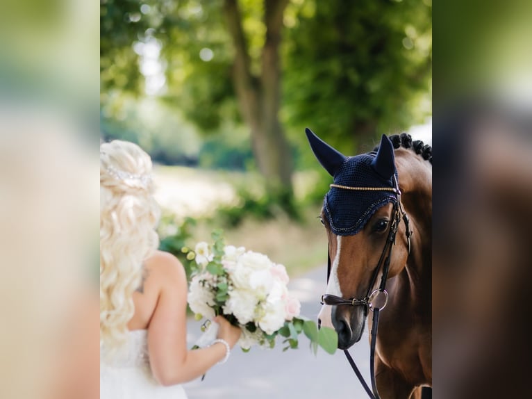 Koń westfalski Klacz 9 lat 163 cm Gniada in Dormagen