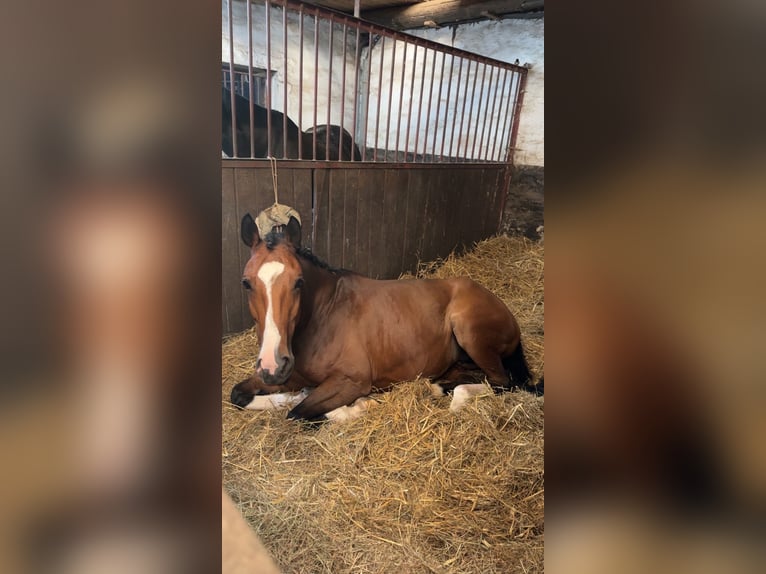 Koń westfalski Klacz 9 lat 163 cm Gniada in Dormagen