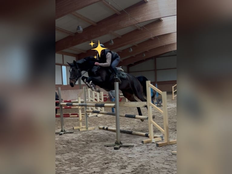 Koń westfalski Klacz 9 lat 164 cm Ciemnogniada in Norden Norddeich