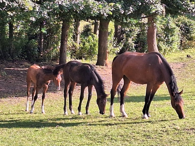 Koń westfalski Klacz 9 lat 164 cm Gniada in Brakel