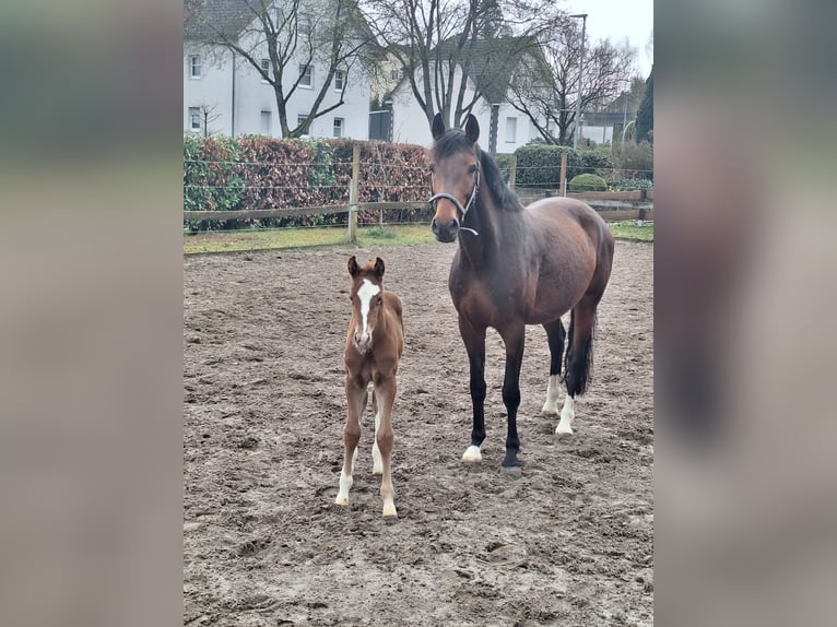 Koń westfalski Klacz 9 lat 164 cm Gniada in Brakel