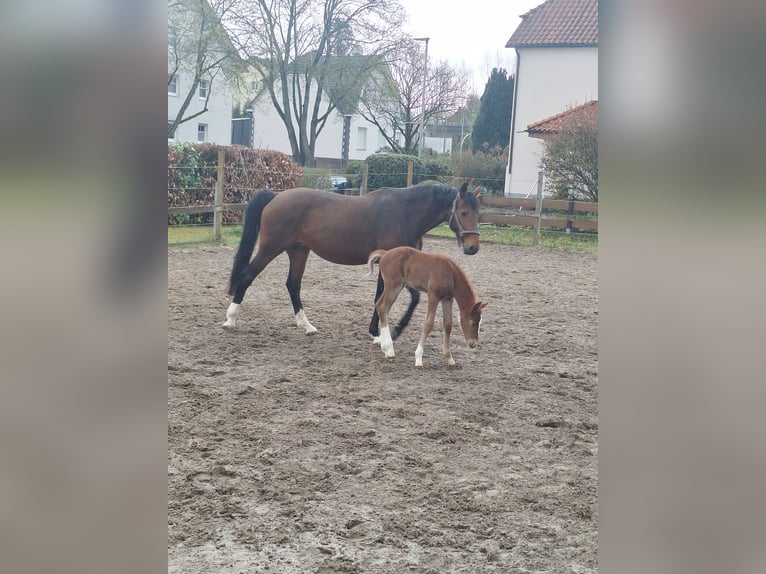 Koń westfalski Klacz 9 lat 164 cm Gniada in Brakel