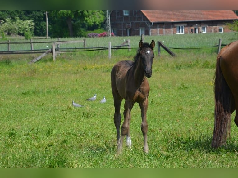 Koń westfalski Klacz 9 lat 164 cm Kasztanowata in Ankum