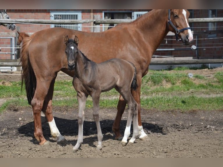 Koń westfalski Klacz 9 lat 164 cm Kasztanowata in Ankum