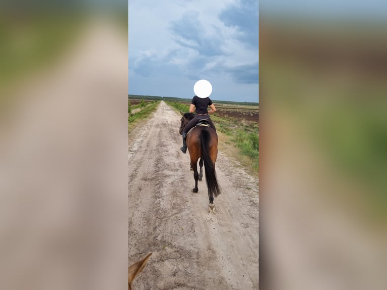 Koń westfalski Klacz 9 lat 164 cm Skarogniada in Rahden