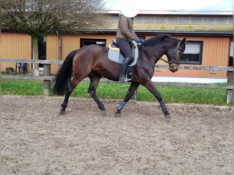 Koń westfalski Klacz 9 lat 164 cm Skarogniada in Rahden