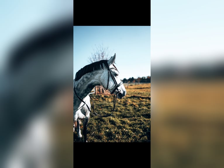 Koń westfalski Klacz 9 lat 165 cm Siwa in Winhöring