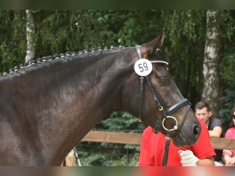 Koń westfalski Klacz 9 lat 166 cm Kara in Remscheid