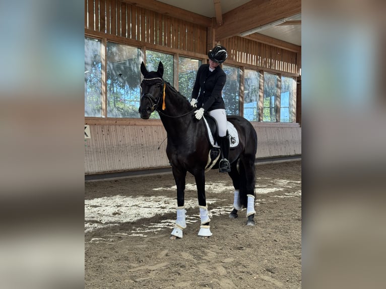 Koń westfalski Klacz 9 lat 166 cm Skarogniada in Garching bei München