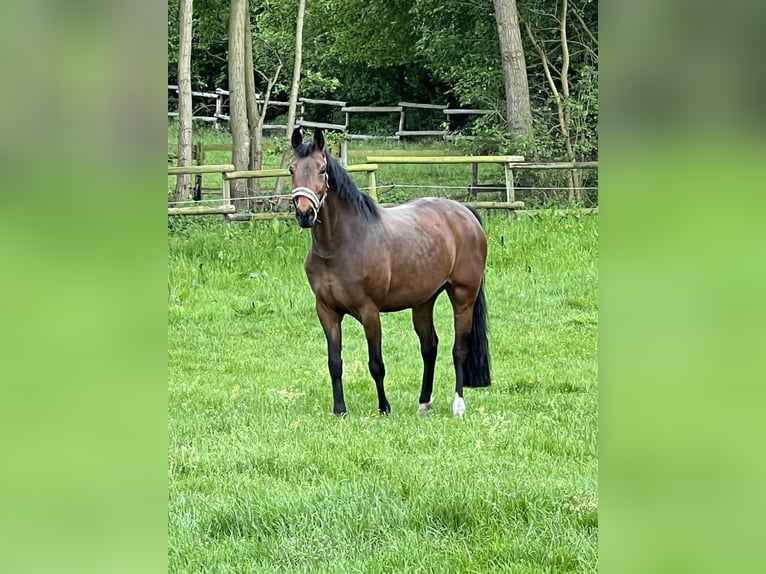 Koń westfalski Klacz 9 lat 167 cm Gniada in Laer