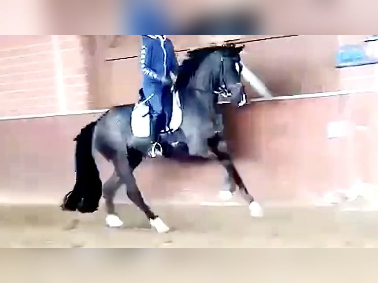 Koń westfalski Klacz 9 lat 167 cm Kara in D&#xE4;tgen